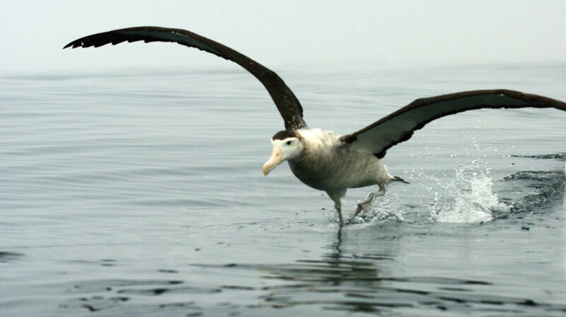 Albatros des Antipodes