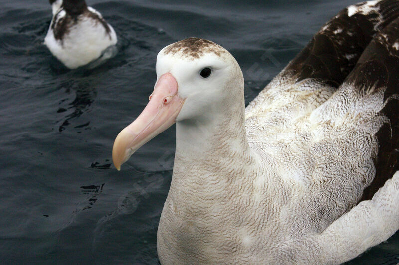 Antipodean Albatross