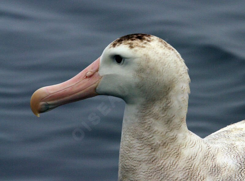 Albatros des Antipodes