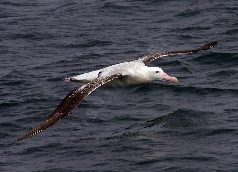 Albatros hurleur