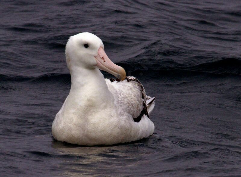 Albatros hurleur