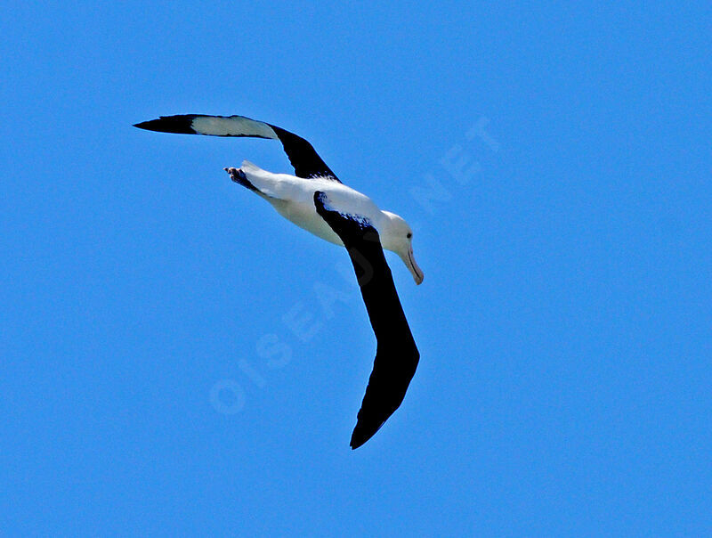 Northern Royal Albatross