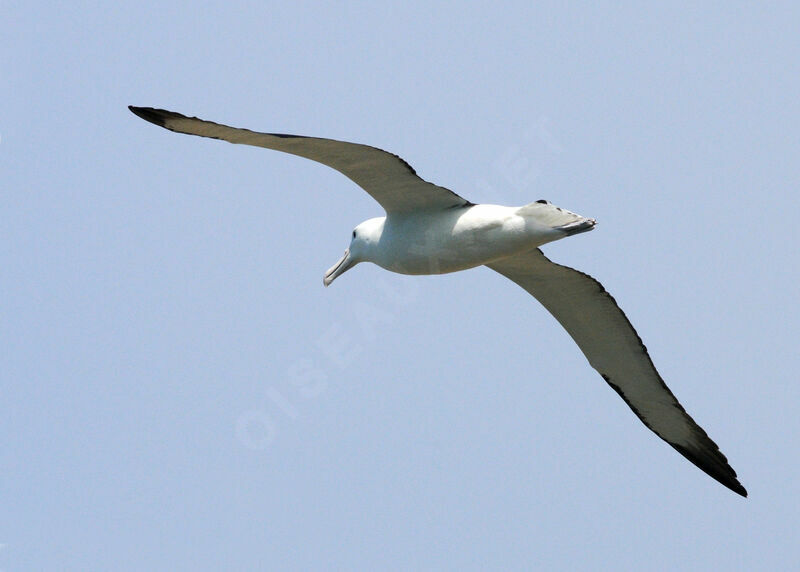 Northern Royal Albatross