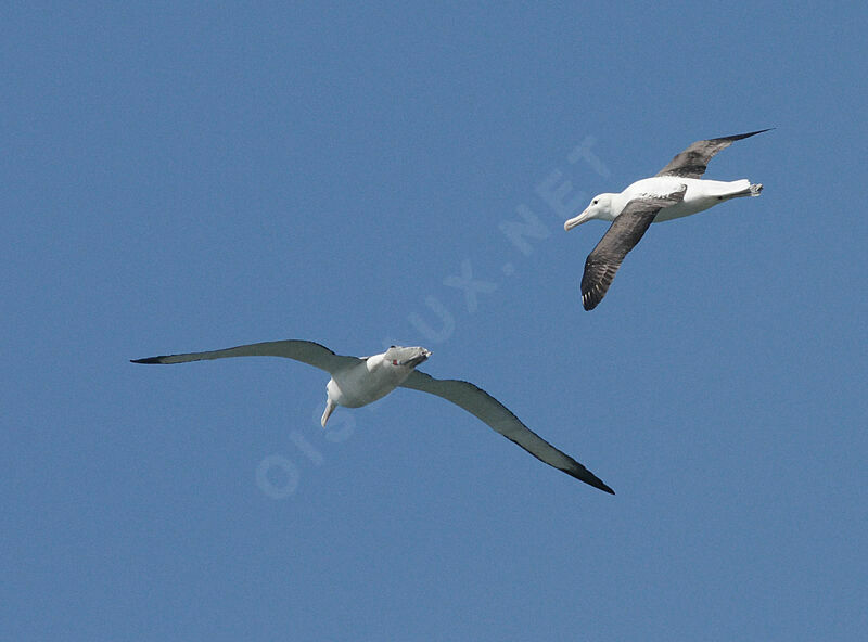 Northern Royal Albatrossadult