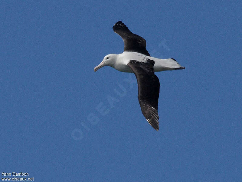 Albatros royal du Nordadulte, pigmentation, Vol