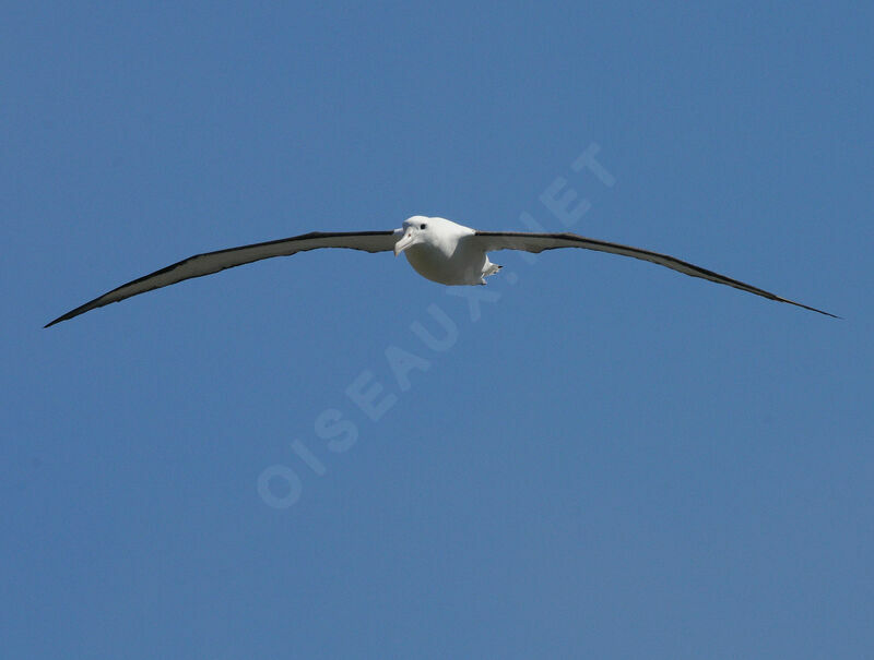 Northern Royal Albatrossadult