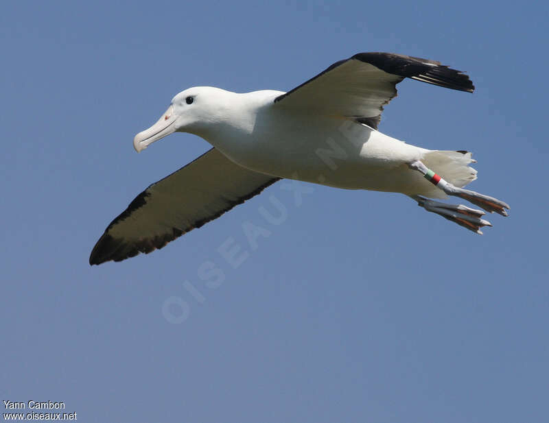 Northern Royal Albatrossadult, pigmentation, Flight