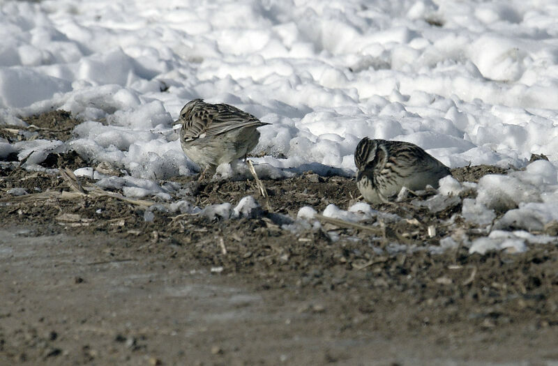 Woodlark