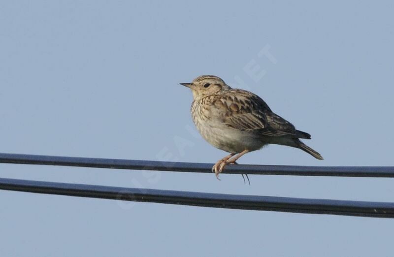 Woodlark