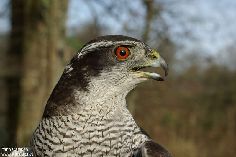 Eurasian Goshawk male adult post breeding, close-up portrait