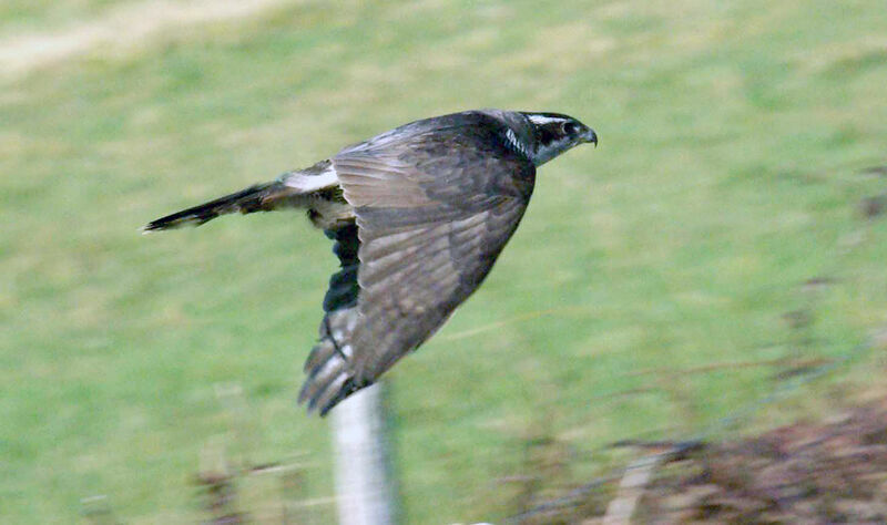 Eurasian Goshawk male adult