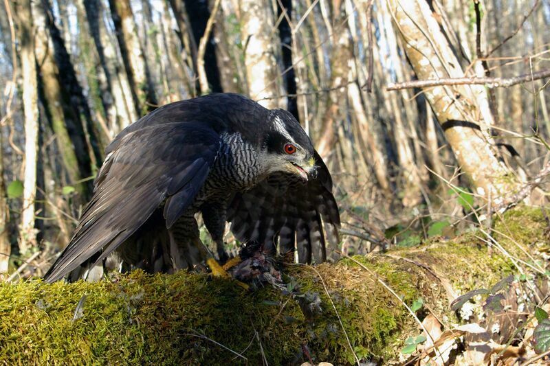 Eurasian Goshawk male adult