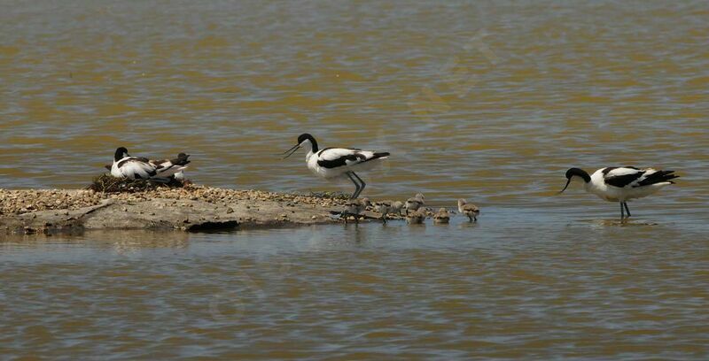 Avocette élégante