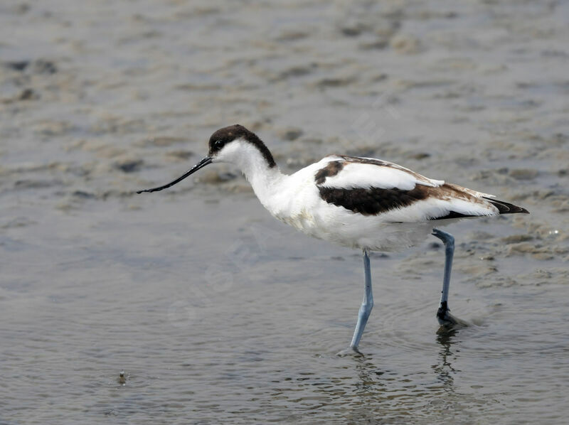 Avocette élégante