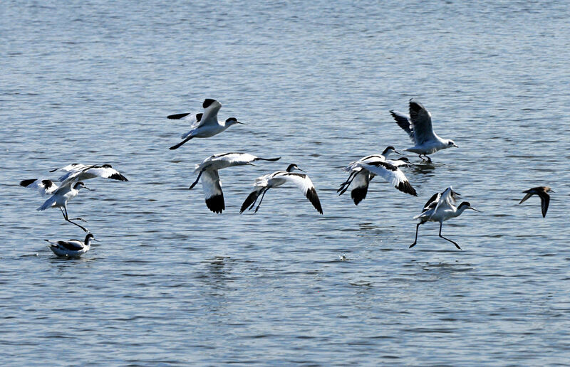 Avocette élégante