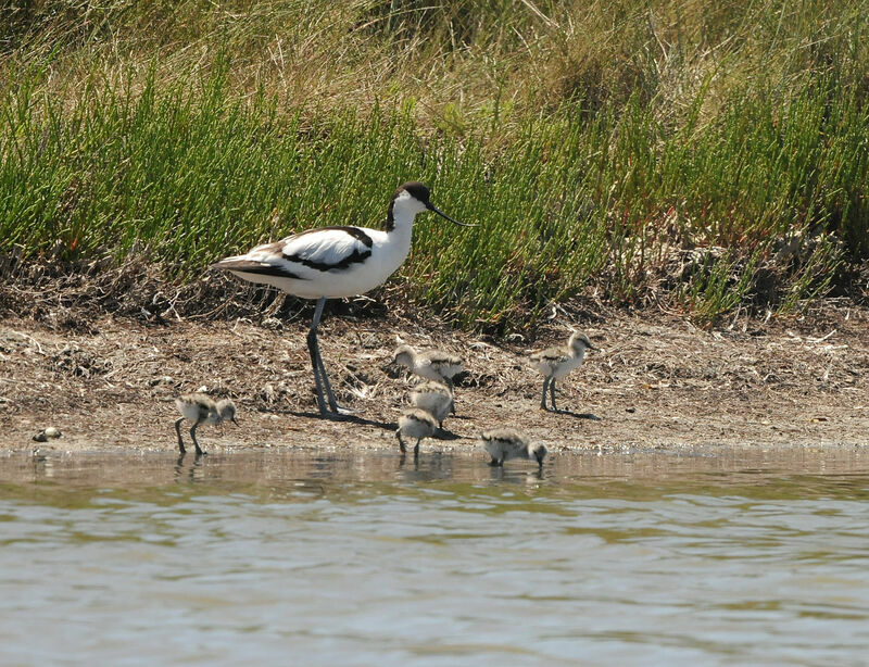 Avocette élégante