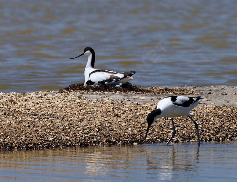 Avocette éléganteadulte