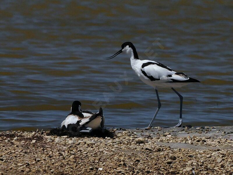 Avocette élégante adulte nuptial