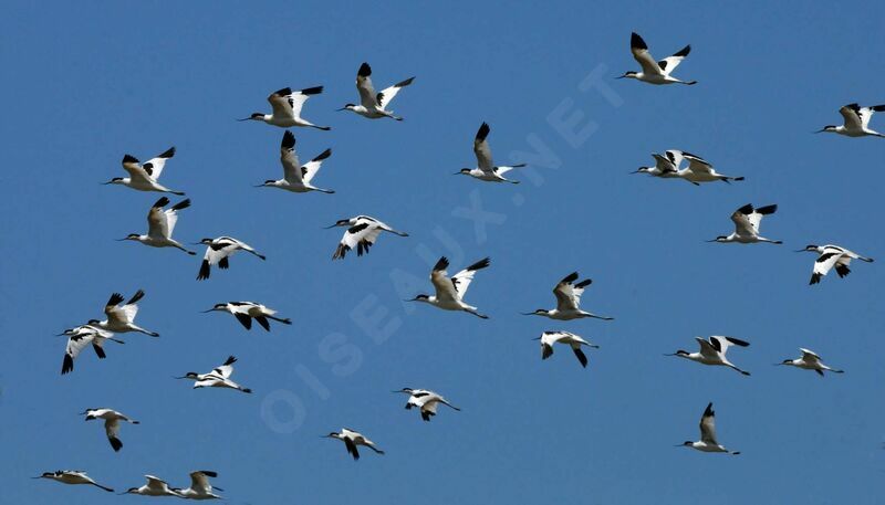 Avocette éléganteadulte nuptial