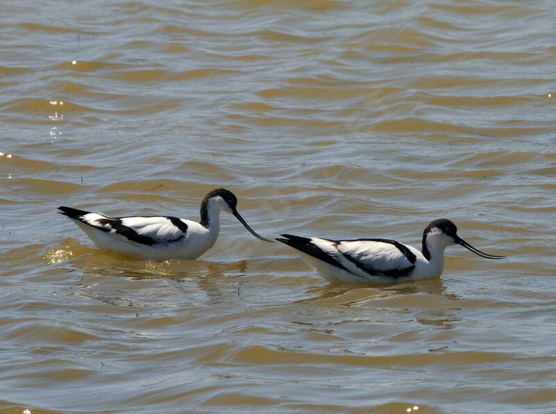 Avocette élégante 