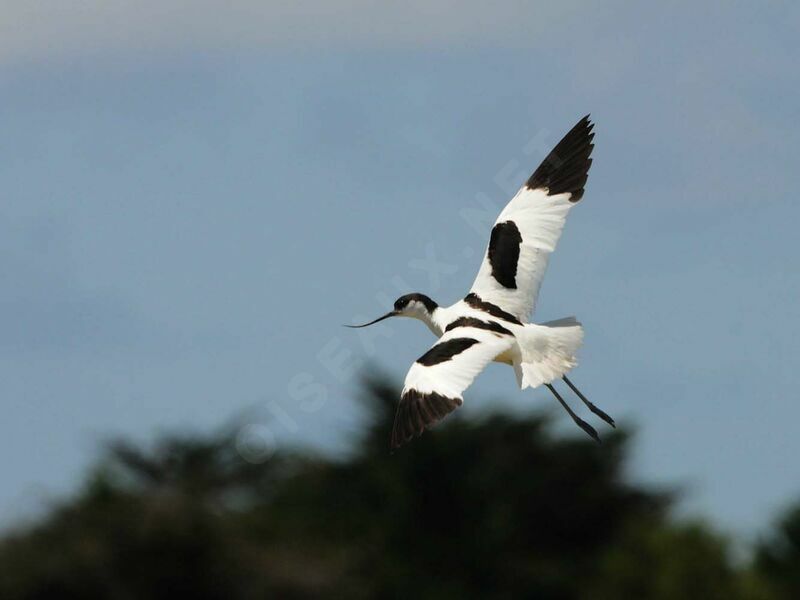 Avocette élégante