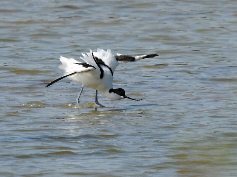 Pied Avocet