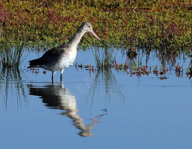 Black-tailed Godwit