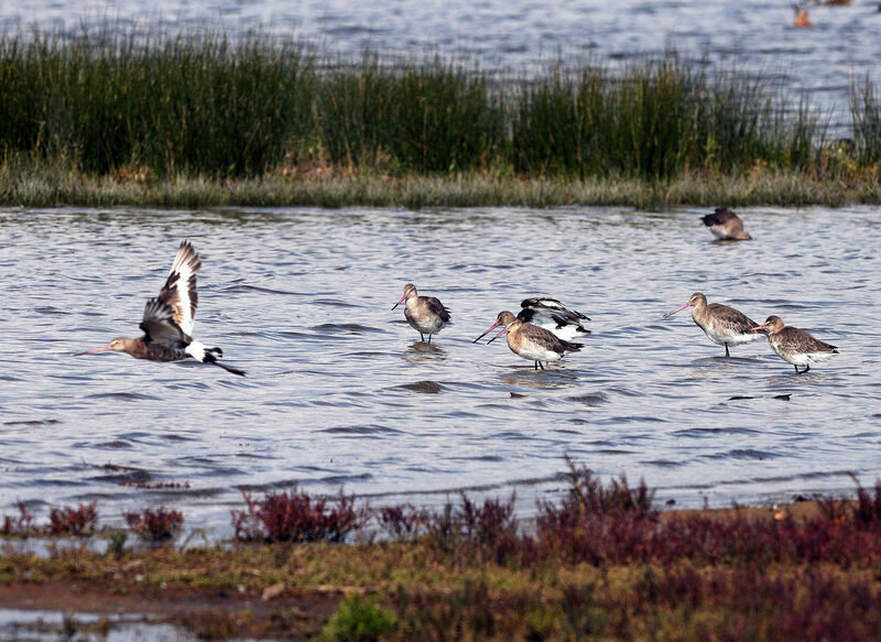 Black-tailed Godwit