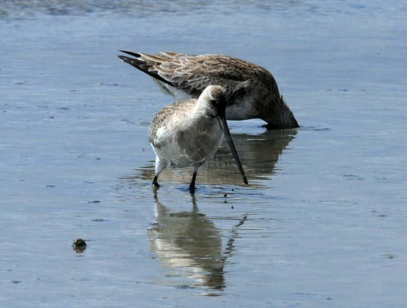 Bar-tailed Godwit