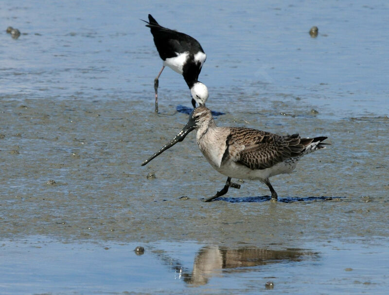 Bar-tailed Godwit