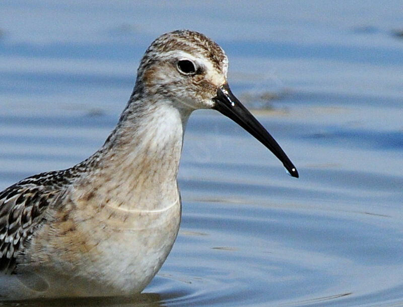 Curlew Sandpiper