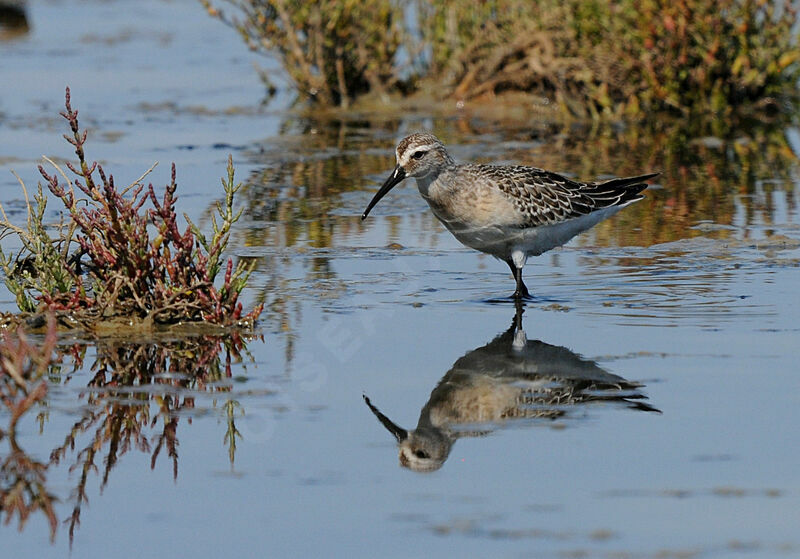 Curlew Sandpiper