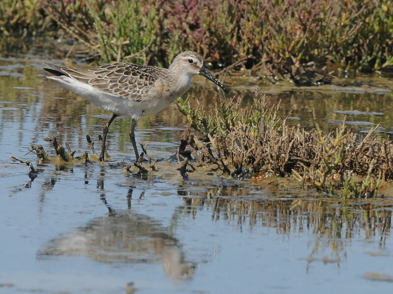 Curlew Sandpiper