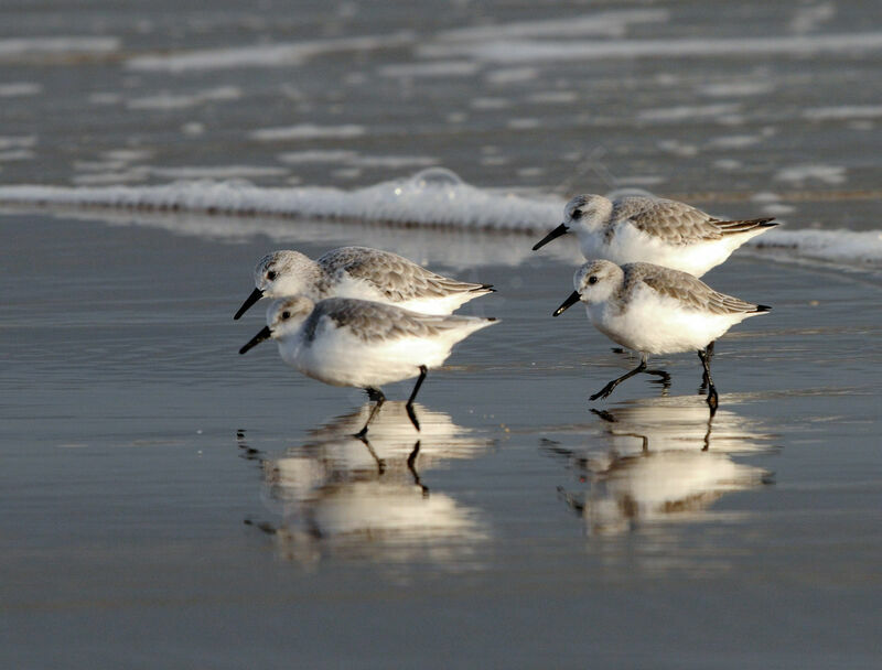 Sanderling