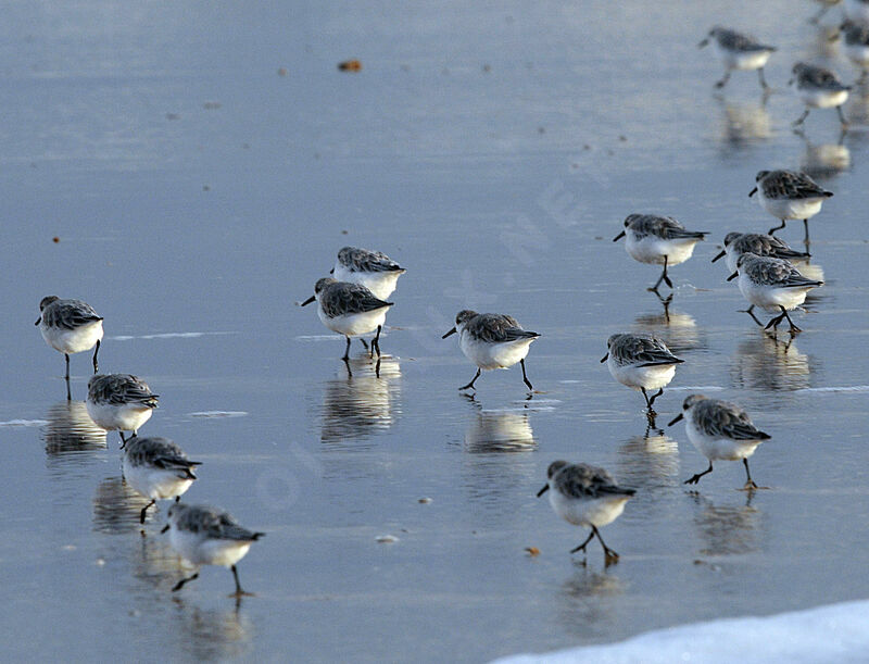 Bécasseau sanderling