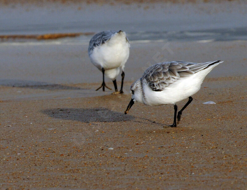 Bécasseau sanderling