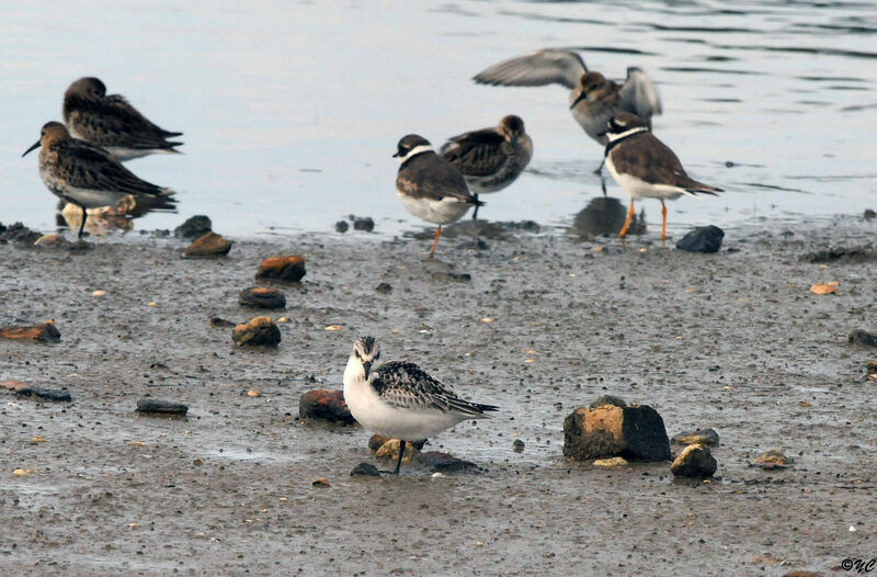 Sanderling