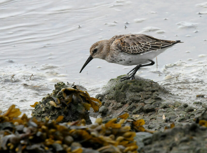 Dunlin