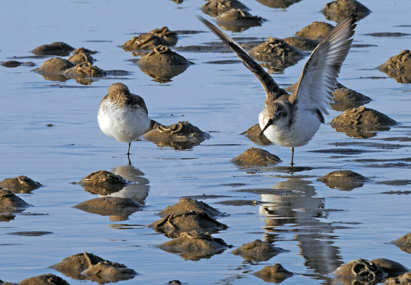 Dunlin