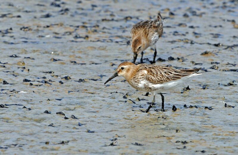 Dunlin