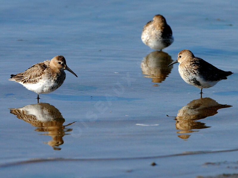 Dunlin