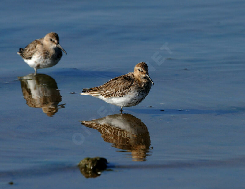 Bécasseau variable