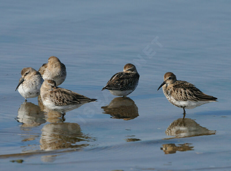 Bécasseau variable