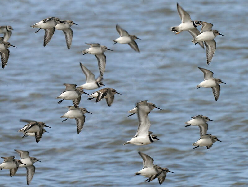 Dunlin