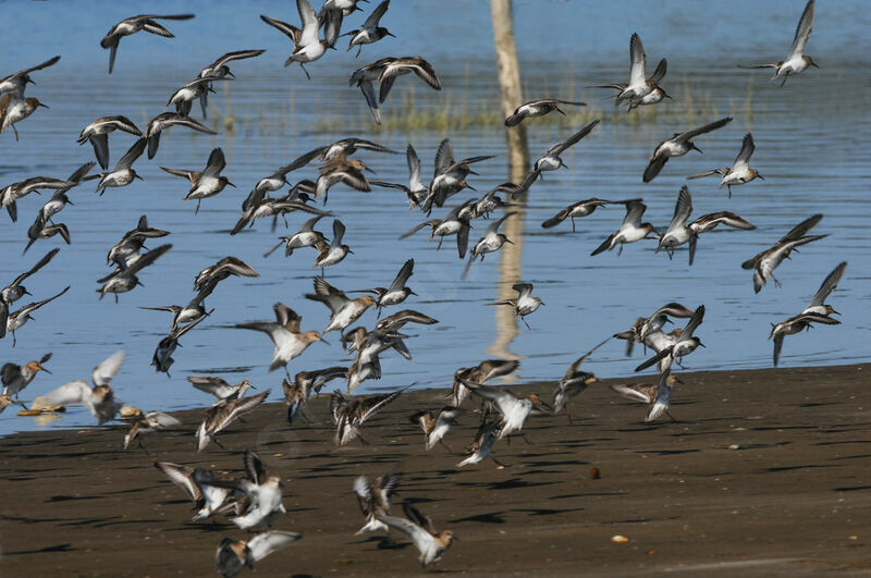 Bécasseau variable