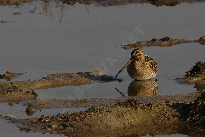 Common Snipe