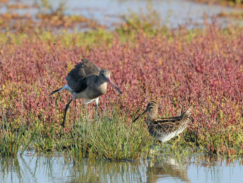 Common Snipe