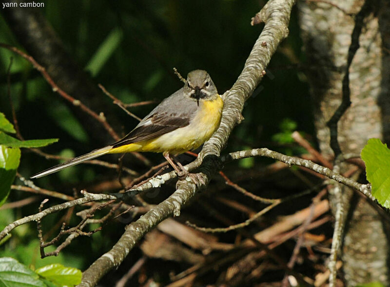 Grey Wagtail