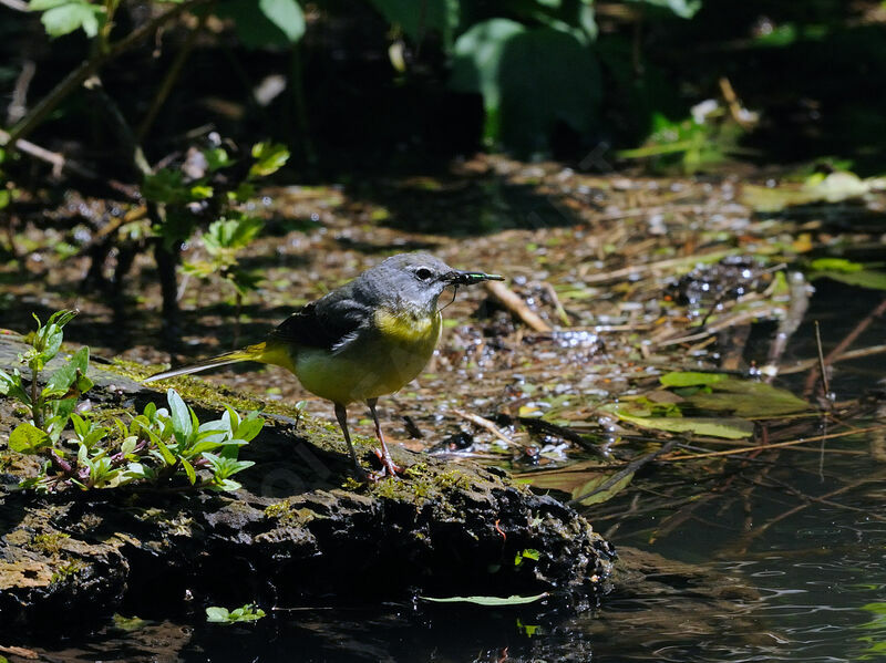 Grey Wagtail female adult breeding