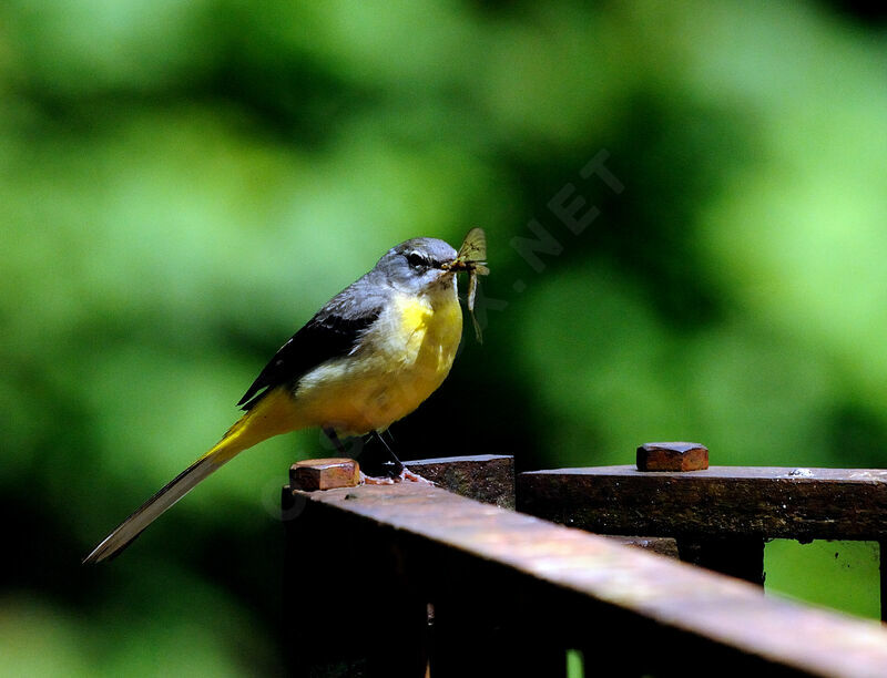 Grey Wagtail female adult breeding